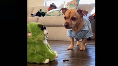 A dog angry at a doll she imitate