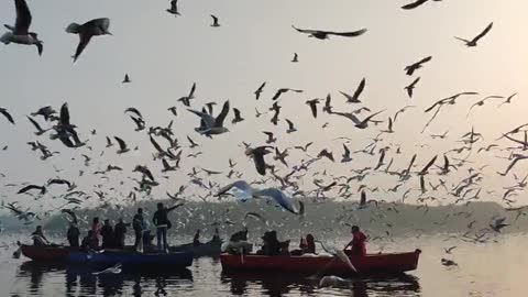 A strange and wonderful view of birds flying high from a low