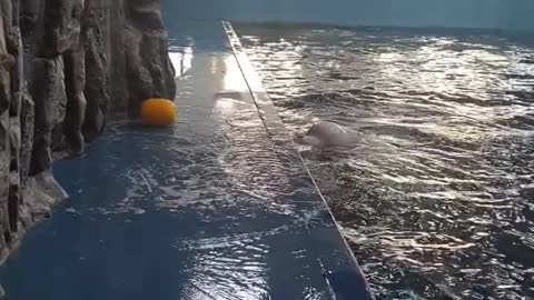 Beluga Whale Uses Hydro Blast to Retrieve Toy ViralHog .