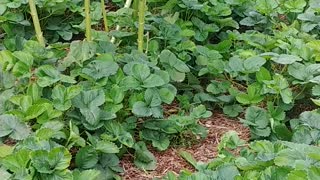 Strawberry plants