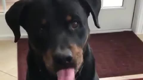 Dog reaction