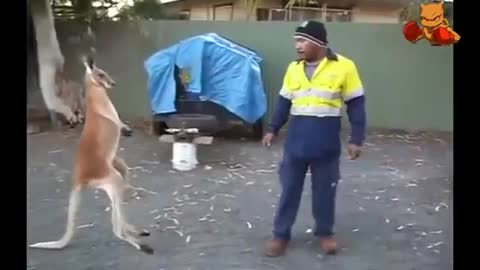 Boxing Kangaroo vs Human | Funny Animals@#32 2022