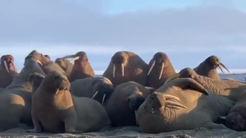 Walruses are talking