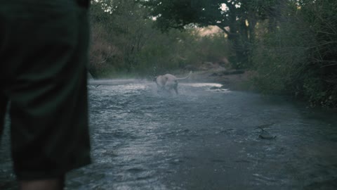 Dog catches a ball in a beauty river