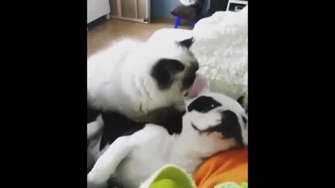 A relaxing massage (cat & dog being bros)