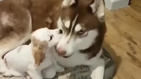 The mother dog teaches the baby dog to talk