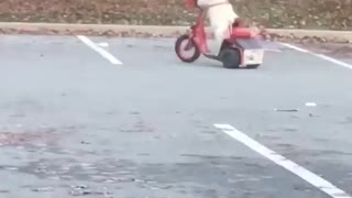 Dog casually rides scooter around parking lot