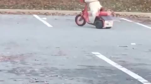Dog casually rides scooter around parking lot