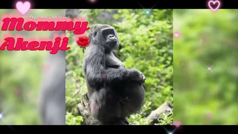 "Beautiful Mommy Gorilla 1st Pregnancy X Newborn Baby X Baby Ultrasound 🐾🎀💖🎼🎶