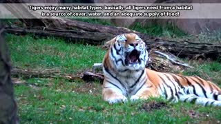 Tiger Facts: The True King Of The Jungle!
