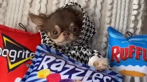 Funny dogs dogs favorite sweaters