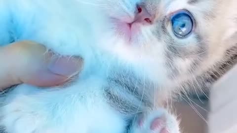 Super Cute Cat Meowing #Shorts.
