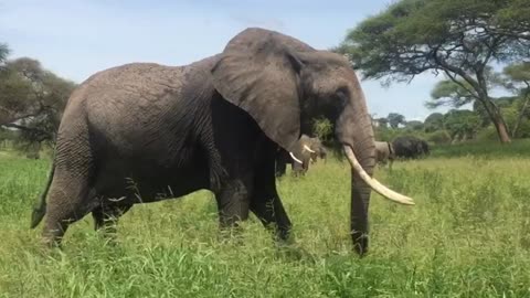 Africa Elephant Kingdom