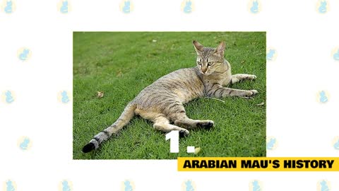 Fun Facts and Myths About Arabian Mau Cats