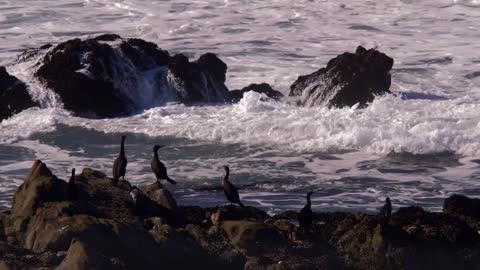 A GROUP OF SEABIRDS WATCH WAVES BREAKING ALONG A ROCKY COASTLINE