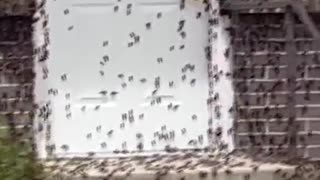 Millions of crickets have invaded Nevada
