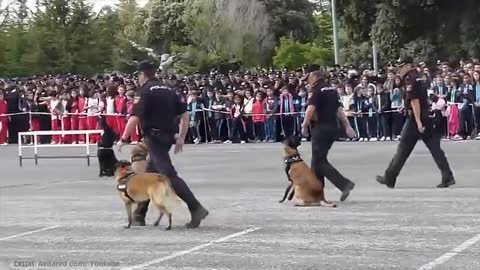 15 Awesome Trained & Disciplined Dogs in The World!