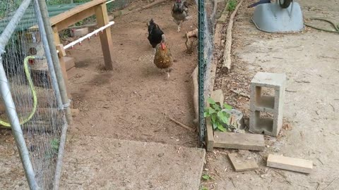 30 seconds of chickens, letting them out with Buddy (dog)