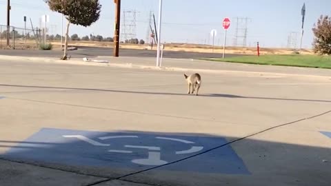 Canine Who Lived In Parking Lot For Years Wags Her Body Nonstop Now