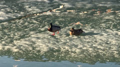 A wounded duck in a city park - survived a harsh winter