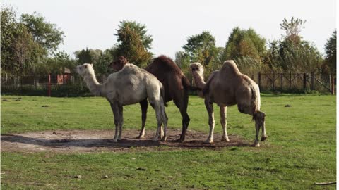 CAMELS