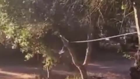 Bungee Flight - Funny Fails 😂 TRY NOT TO LAUGH #funny #funnyfails #funnyvideo #humor #humour