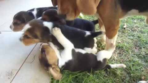 BEAGLE PUPPIES FIGHTING UGLY 2021