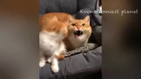 Funny dogs and cats videos