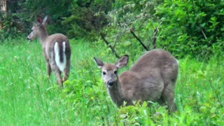 White-tailed deer