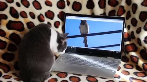 Cat watch bird on laptop