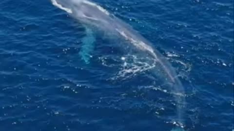 Drone captures images of a large whale 🐋🤩