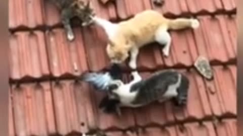 funny animal videos of 2023 😺🐈