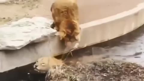 Funny Lions swimming