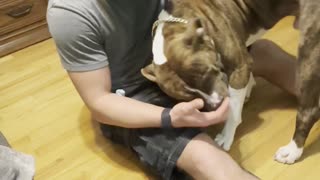 Dog punches dad in nuts