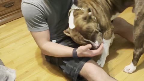 Dog punches dad in nuts