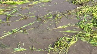 Cattail and wool grass control -- north Idaho style 10/5/2021