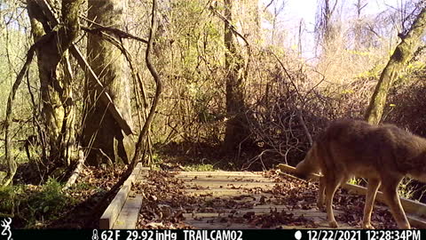 Coyote on the Bridge