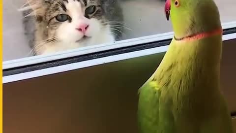 Talking Parrot Trying To Play Hide & Seek With Cat