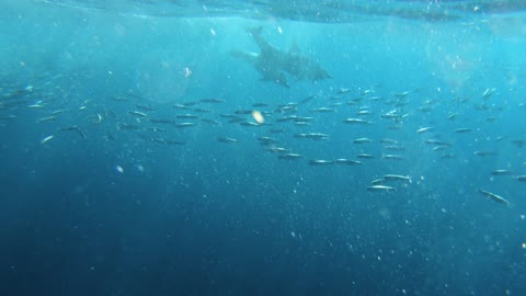 Dolphins swim, dive and play in the sea