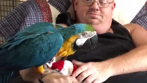 Charley blue and gold macaw plays with Santa hat