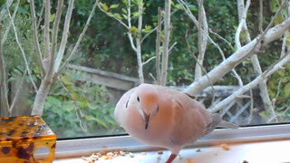 A Rescue Dove that loves to eat honeypuffs...