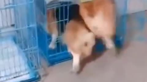 Cat and Dog teasing each other