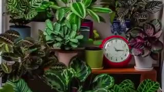 This is how plants move in a 24 hour time period!!!