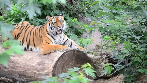 Tiger in the forest thickets