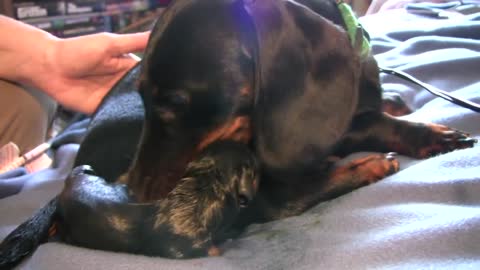 Dachshund is giving birth to her first puppy|bopurbo