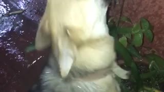 Dog trying to drink water