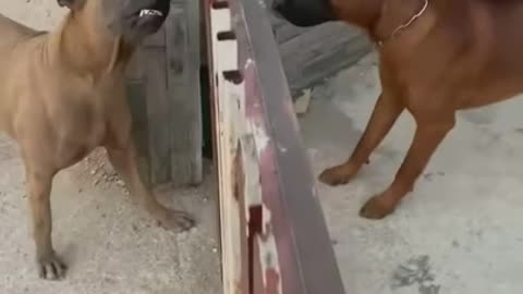 Rottweiler Attack Street Dog || Real Fight || 2022 || Puppy