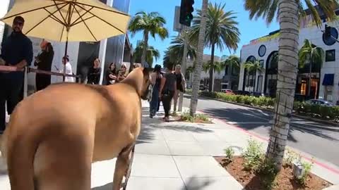 Great Dane on Rodeo Drive in Beverly Hills 19