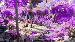 Purple garden