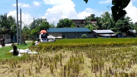 House and rice harvest in the Philippines 🇵🇭 😊